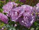 Le Comte Fersen rose photo