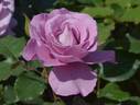 Le Comte Fersen rose photo