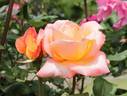 Open d'Australie rose photo
