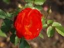 Birichina rose photo