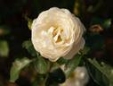 Pure Magic rose photo