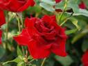 Higoromo rose photo