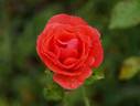 Bambula ® rose photo