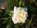 Bambina rose photo