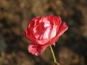Bangor rose photo