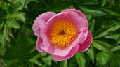 Roselette peony photo