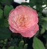 Tamaki rose photo