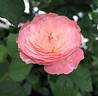 Tamaki rose photo