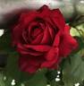 Janice Kellogg ® rose photo