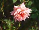 Nancy Hall rose photo
