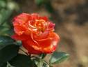 Dorothy Wilson rose photo