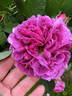 Chénédolé rose photo