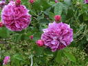 Chénédolé rose photo