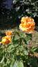 Arlequin ® rose photo