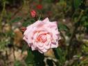 Care 2000 rose photo