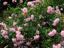 Care 2000 rose photo