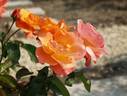 Glory of Ceylon rose photo