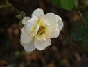 Grace Abounding rose photo