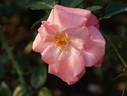 Christine Gandy rose photo