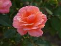 Kate Sheppard rose photo