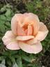 Sunlit rose photo