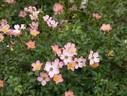 Essex rose photo