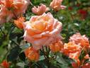 École d'Ecully® rose photo