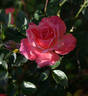 Coral Treasure rose photo