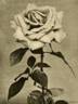 Frances Charteris Seton rose photo