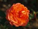 Jean Thomson Harris rose photo