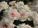 Sayokyoku rose photo