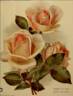 Queen of Spain rose photo