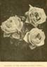 Purity rose photo
