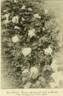Purity rose photo