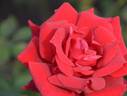 Rose Osaka rose photo