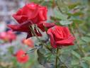 Rose Osaka rose photo