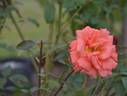 Janina ® rose photo