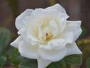 Fountain Square rose photo
