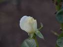 Fountain Square rose photo
