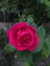 Souvenir d'Abraham Lincoln rose photo