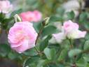 Harunomai rose photo