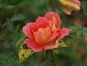 Warszawa rose photo