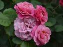 Royal Lavender rose photo
