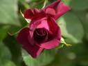 Mayo rose photo