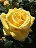 Sunny Delight rose photo