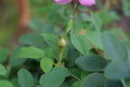 Soupert et Notting rose photo