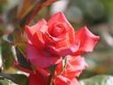 Kagayaki rose photo