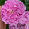 Madame Platz rose photo