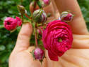 Arcadia rose photo