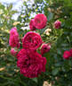 Arcadia rose photo